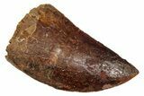 Serrated, Carcharodontosaurus Tooth - Real Dinosaur Tooth #341300-1